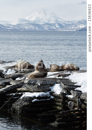 Rookery Steller Sea Lion. Kamchatka, Avacha 15636923