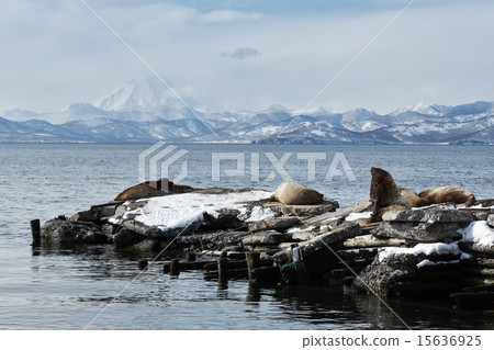 Rookery Northern Sea Lion. Avacha Bay, Kamchatka 15636925