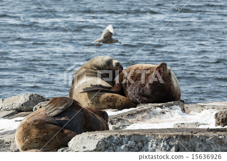 Rookery Steller Sea Lion.  Kamchatka, Avacha Bay 15636926