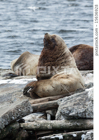 Rookery Northern Sea Lion. Avachinskaya Bay 15636928