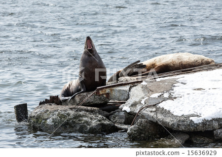 Rookery Steller Sea Lion. Petropavlovsk-Kamchatsky Rookery Steller Sea Lion. Petropavlovsk-Kamchatsky 15636929
