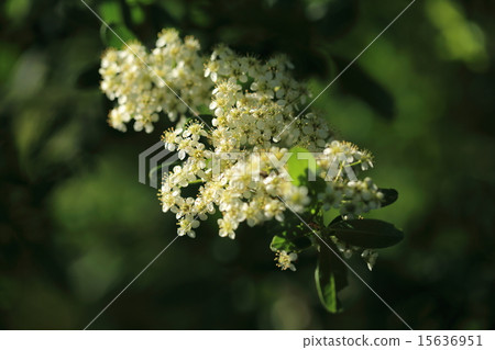 White flowers of Pirakanza and fresh green on young leaves 15636951