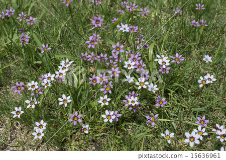 Niwazekishou 15636961