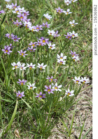 Niwazekishou 15636962