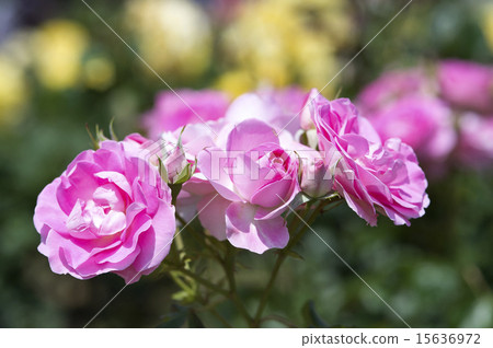 rose rose 15636972