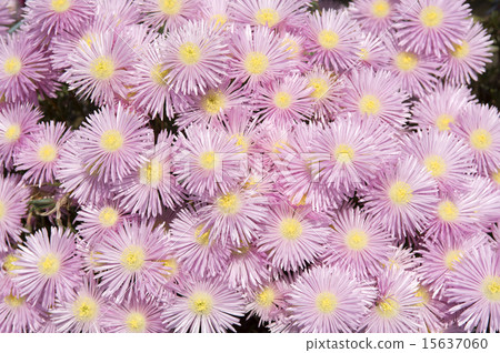 Pine needle 15637060