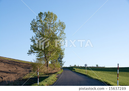 Early summer farm road Early summer farm road 15637289