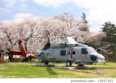 SH-60B海鷹反潛直升機和櫻花盛開在美國海軍厚木基地的聯盟公園展出 15637381