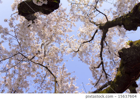 Cherry Blossoms Cherry Blossoms 15637604