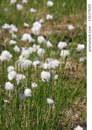 純淨土地滲透性的Watazu 15637609