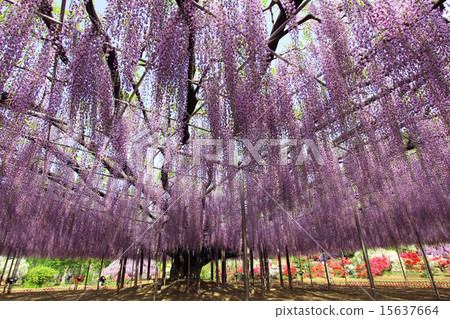 Ashikaga Flower Park Oto 15637664