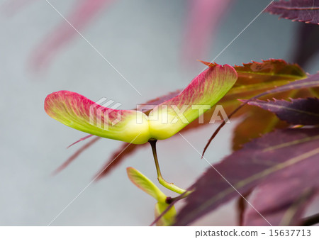 Seeds of hornbeam 15637713