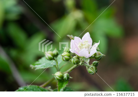 Blackberry flowers Blackberry flowers 15637715