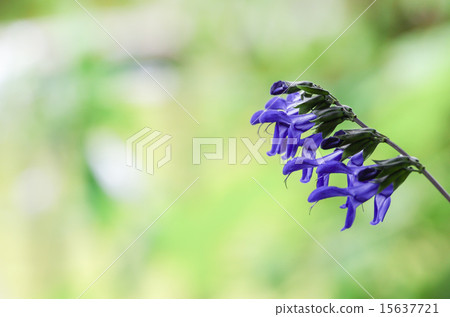Salvia Guaranitica 15637721