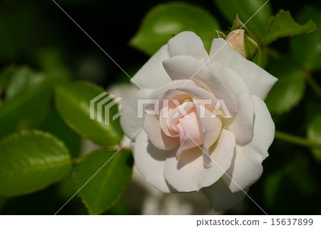 A gentle color rose A gentle color rose 15637899