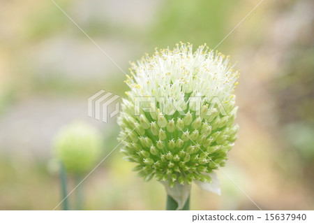 Green onion 15637940
