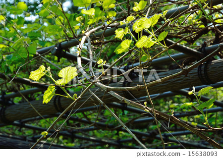 Tree: Mendel's Grape Koishikawa Botanical Garden Tree: Mendel's Grape Koishikawa Botanical Garden 15638093