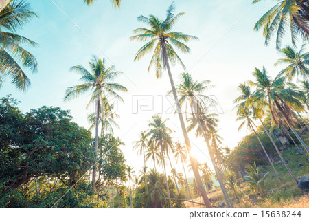 Beautiful tropical background with coconut palms. 15638244