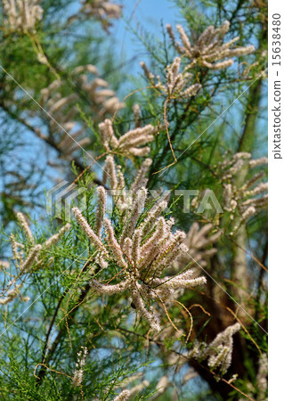 Tree: Tamarisk, Tamarisk family 15638480