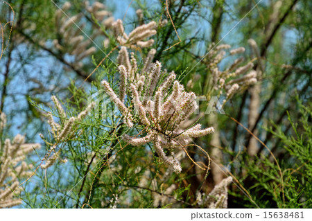 Tree: Tamarisk, Tamarisk family 15638481