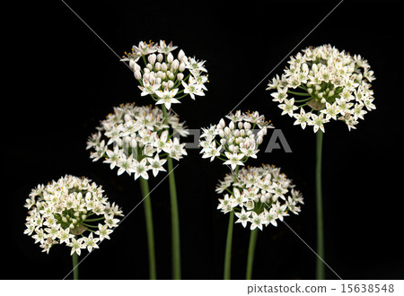 Fresh garlic chives flower on black 15638548