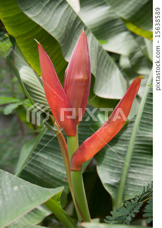 red banana flower red banana flower 15638589
