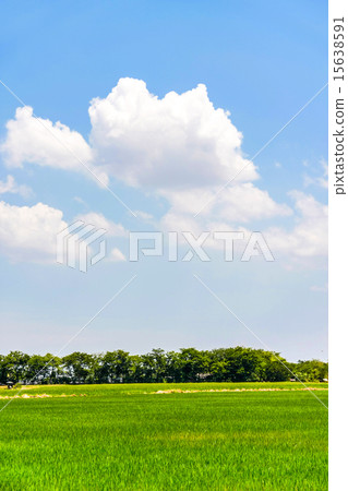rice farm with blue sky rice farm with blue sky 15638591