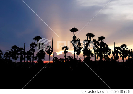sunset with sugar palm sunset with sugar palm 15638596