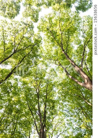 Woods Woods 15638656