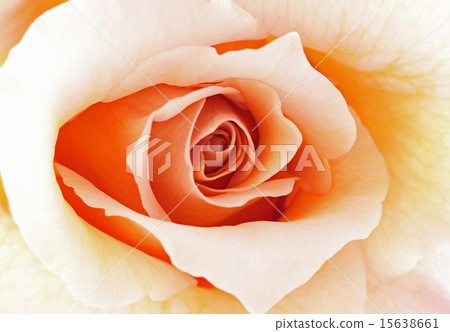 Barra Julia 15638661