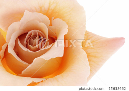 巴拉朱莉婭 15638662