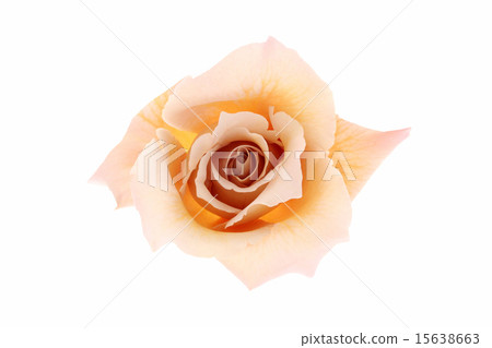 Barra Julia 15638663