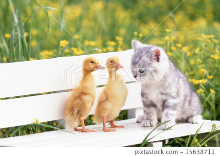 Cute kittens Cute kittens 15638711