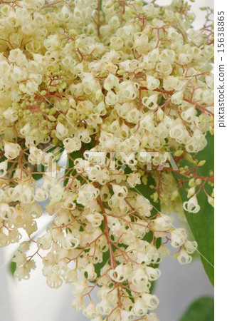 Ping pong trees flowers 15638865