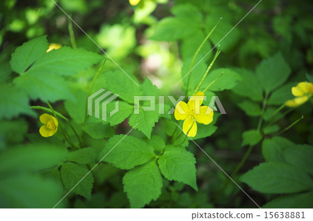 Renge goshoma Renge goshoma 15638881