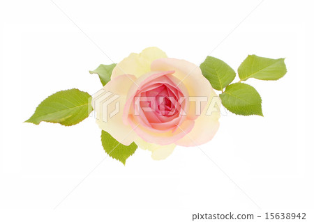 Rose Pierre de Ronsar Rose Pierre de Ronsar 15638942