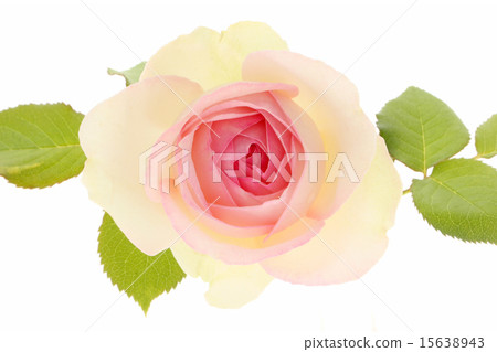 Rose Pierre de Ronsar Rose Pierre de Ronsar 15638943