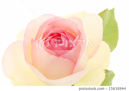 Rose Pierre de Ronsar 15638944