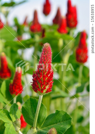 Sausage safflower (Strawberry candle) Sausage safflower (Strawberry candle) 15638955