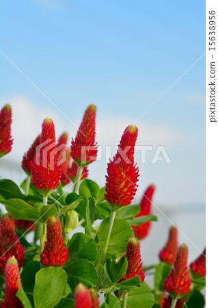 Sausage safflower (Strawberry candle) 15638956