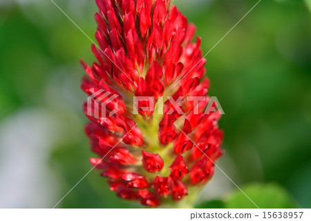 Sausage safflower (Strawberry candle) Sausage safflower (Strawberry candle) 15638957