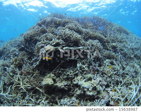 Dense coral corals of Okinawa · Iriomote Island Dense coral corals of Okinawa · Iriomote Island 15638987