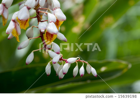 Ghetto Ghetto 15639198