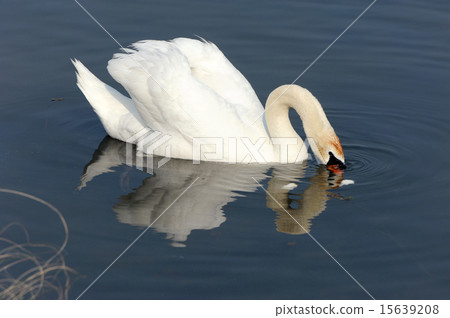 Swan 15639208