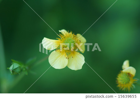 我叫福克斯的Peony Fox Novotan。 15639655