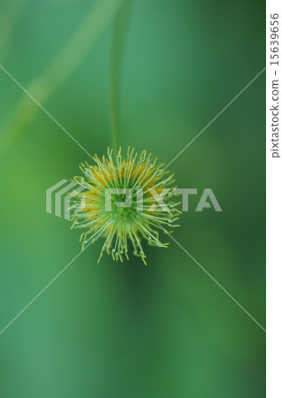 我叫福克斯的Peony Fox Novotan。 15639656