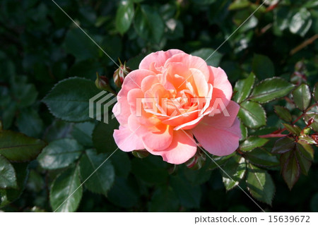 Visit the rose garden of Yokosuka Velney Park 15639672