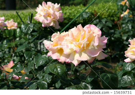 參觀Yokosuka Velney公園的玫瑰園 15639731