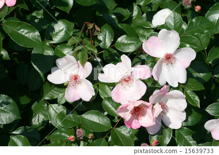 參觀Yokosuka Velney公園的玫瑰園 15639733