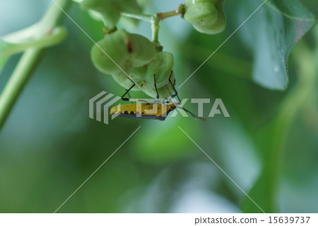 My name is Kurobara Heli, a yellow early moth bean caterpillar. My name is Kurobara Heli, a yellow early moth bean caterpillar. 15639737